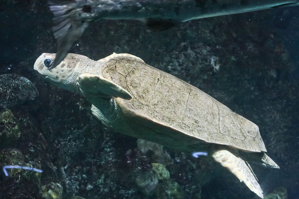 Boston - Aquarium