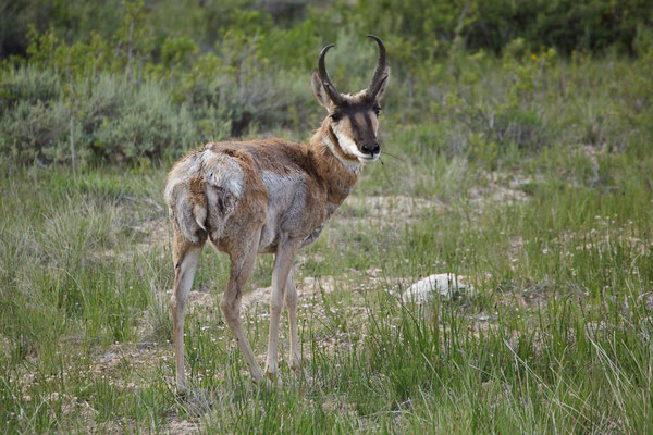 Bryce Canyon - A Local