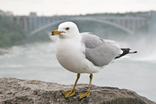 Niagara Falls Bird