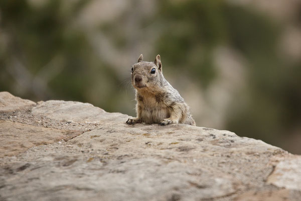 Grand Canyon - A Local