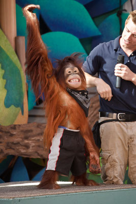 Universal Studios - Movie Animal Show