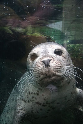 Boston - Aquarium