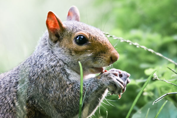 New York City - Central Park Inhabitant