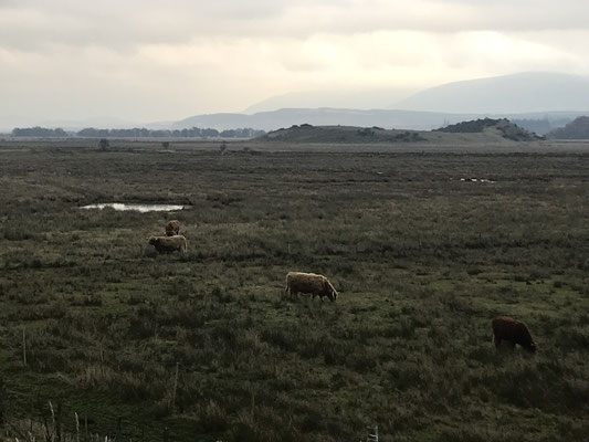 Kingussie