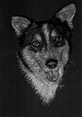 Dierenportret Husky-mix: Wit potlood en houtskool op zwart papier (2021)