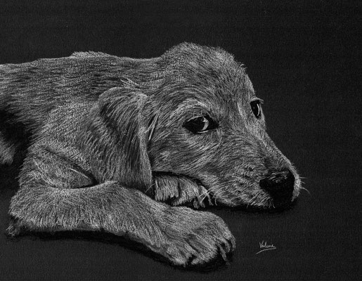 Dierenportret Golden Retriever pup: Wit potlood op zwart papier (2023)
