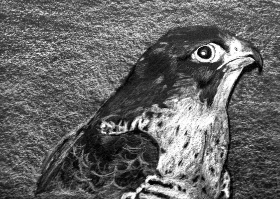 Dierenportret valk: Wit contékrijt op zwart papier (2014)