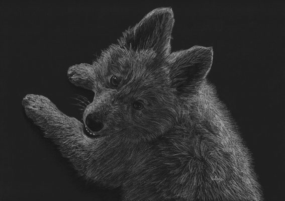 Dierenportret zwitserse witte herder puppy: Wit potlood en houtskool op zwart papier (2019)