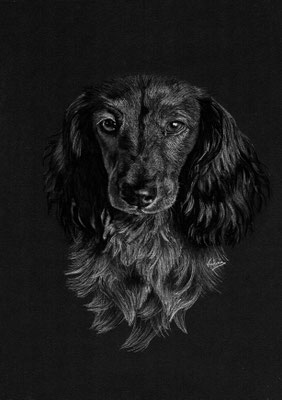 Dierenportret Teckel: Wit potlood op zwart papier (2021)