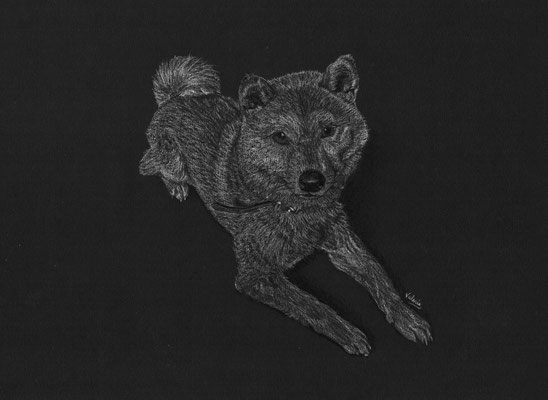 Dierenportret Shiba Inu: Wit potlood op zwart papier (2018)
