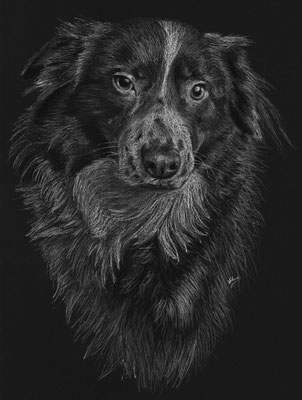 Dierenportret border collie: Wit potlood en houtskool op zwart papier (2023)