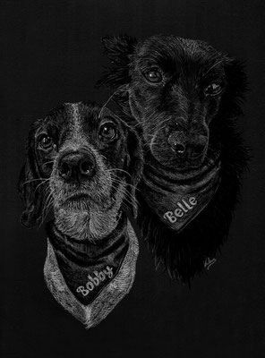 Dierenportret Beagle & herder-mix: Wit potlood en houtskool op zwart papier (2022)