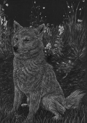 Dierenportret Shiba Inu in tuin: Wit potlood op zwart papier (2018)