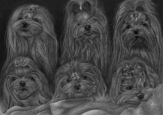 Dierenportret zes maltezers: Wit potlood en houtskool op zwart papier (2016)