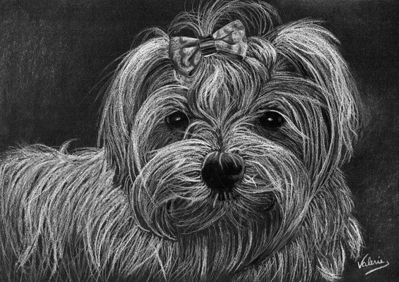 Dierenportret maltezer: Wit potlood op zwart papier (2014)