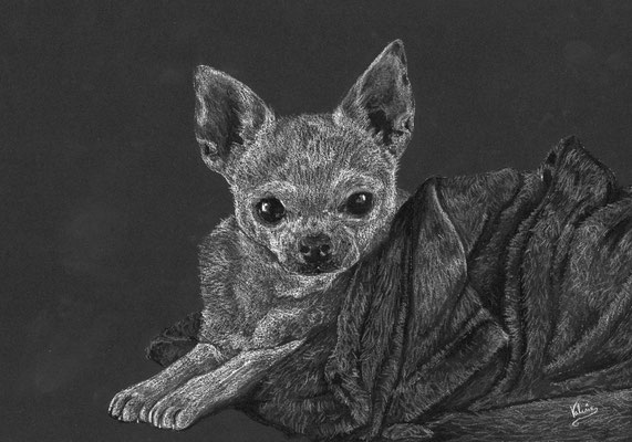 Dierenportret chihuahua met deken: Wit potlood en houtskool op zwart papier (2024)