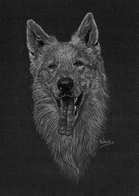 Dierenportret zwitserse witte herder: Wit potlood en houtskool op zwart papier (2015)