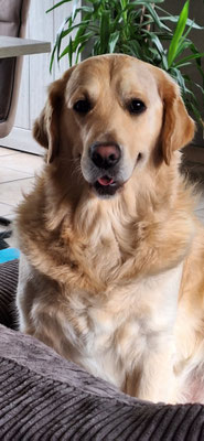 Foto Balou