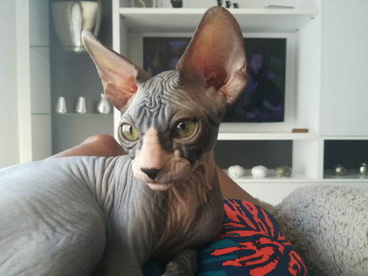 Foto
