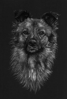Dierenportret herder-mix: Wit potlood en houtskool op zwart papier (2015)