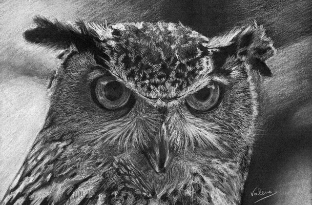 Dierenportret uil: Wit potlood op zwart papier (2015)
