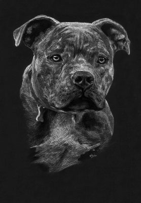 Dierenportret American Bully: Wit potlood op zwart papier (2018)