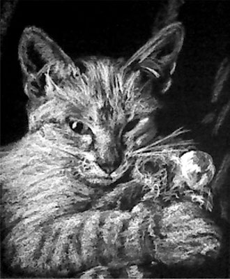 Dierenportret siamese kattin: Wit contékrijt op zwart papier (2009)
