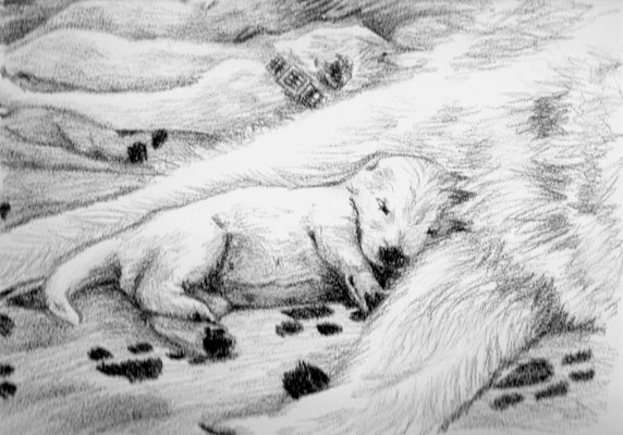 Dierenportret zwitserse witte herder pups: Zwart contékrijt en tekenpotlood op wit papier (2011)