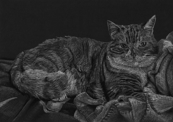 Dierenportret kat op dekentje: Wit potlood op zwart papier (2018)