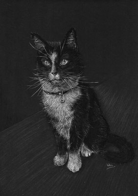 Dierenportret zwart-witte kat: Wit pastelpotlood en houtskool op zwart papier (2017)