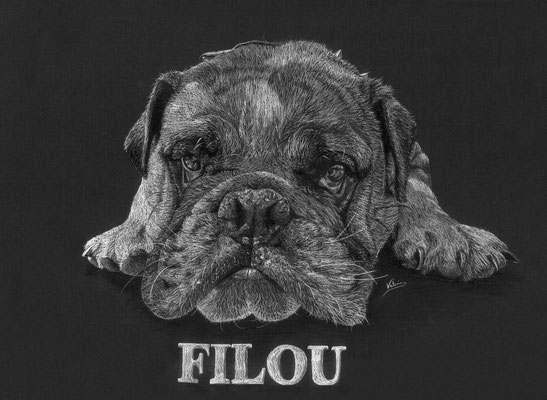 Dierenportret bulldog Filou: Wit potlood op zwart papier (2017)