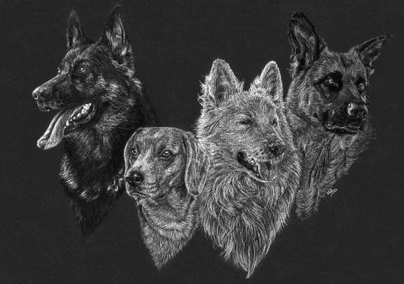 Dierenportret 3 herders en een beagle: Wit potlood en houtskool op zwart papier (2018)