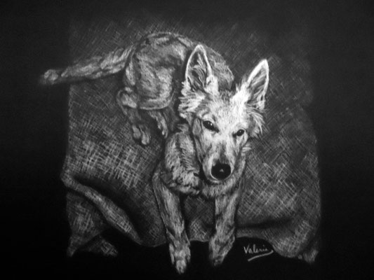 Dierenportret zwitserse witte herder pup: Wit contékrijt op zwart papier (2011)