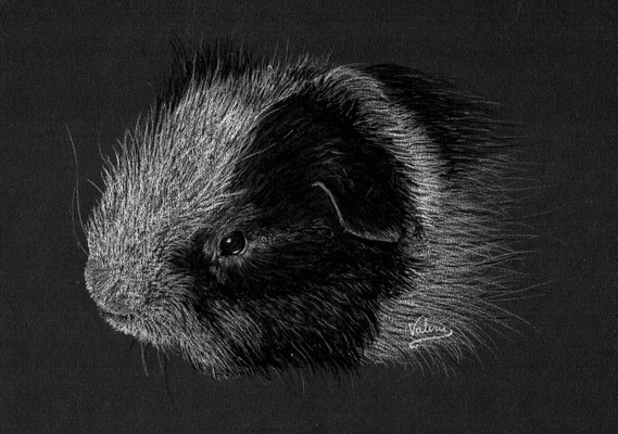 Dierenportret cavia: Wit potlood op zwart papier (2021)