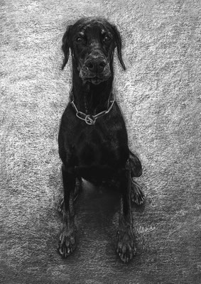 Dierenportret doberman: Wit potlood en houtskool op zwart papier (2016)
