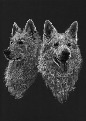 Dierenportret zwitserse witte herders: Wit potlood en houtskool op zwart papier (2021)