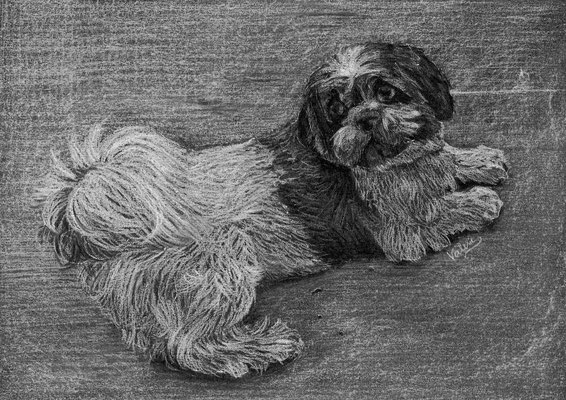 Dierenportret shih tzu: Wit potlood op zwart papier (2016)