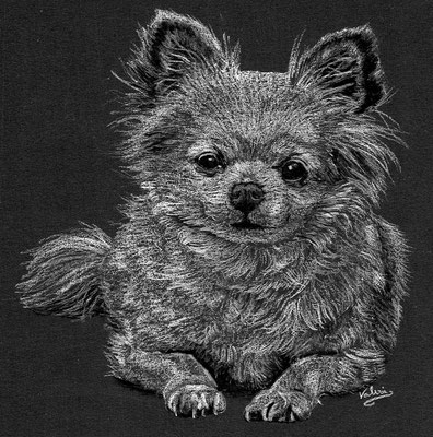 Dierenportret chihuahua: Wit potlood en houtskool op zwart papier (2021)