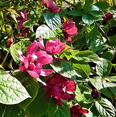 Sinocalycanthus raulstonii "Hartlage Wine"- Gärtnerei Bartels, Delmenhorst