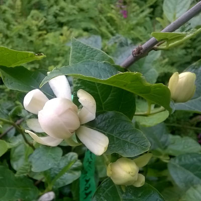 Calycanthus "Venus"-Gärtnerei Bartels-staudenhibiskus.com