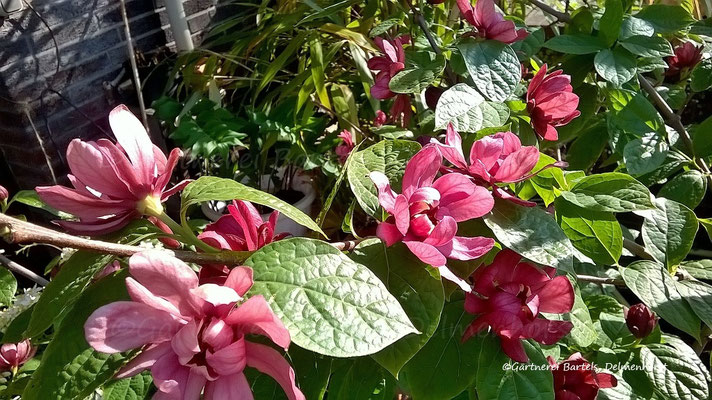 Sinocalycanthus raulstonii "Hartlage Wine"- staudenhibiskus.com