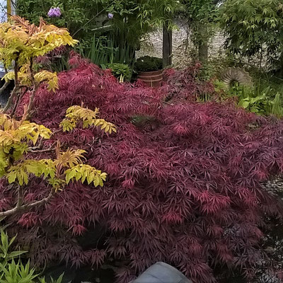 Acer palmatum Garnet - Gärtnerei Bartels,Delmenhorst