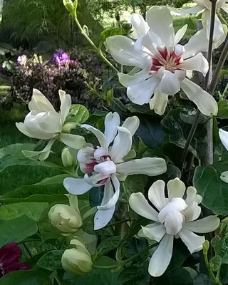 Calycanthus "Venus"- Sinocalycanthus "Venus"- Gärtnerei Bartels, Delmenhorst