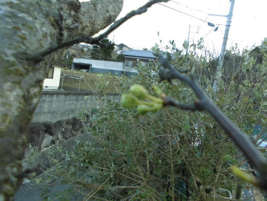 スモモの蕾の写真