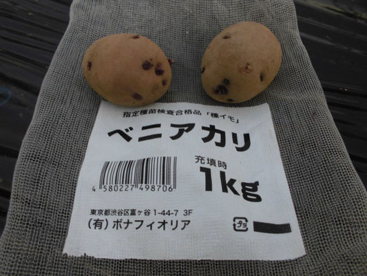 ジャガイモ　ベニアカリ　種芋　の写真