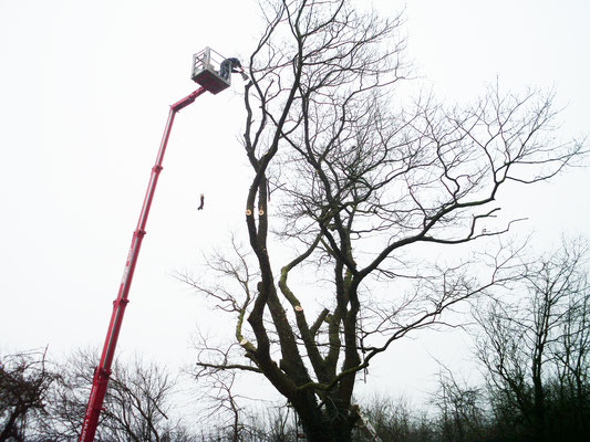Professionelle Baumpflege mit Hubsteiger