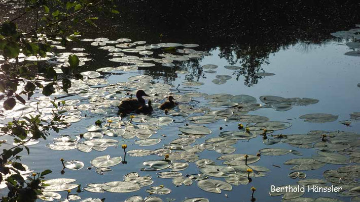 Schlossweiher Charlottensee