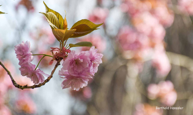 April 2020, Stadthallenpark