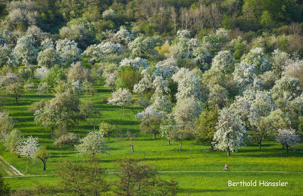 Blühende Kirchbäume rund um die Limburg