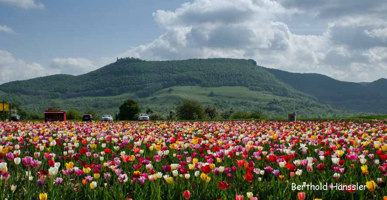 Blick über ein Tulpenfeld zur Teck - bei Owen